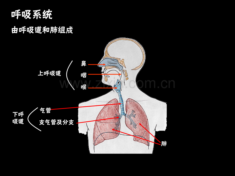 呼吸纵膈泌尿.pptx_第1页