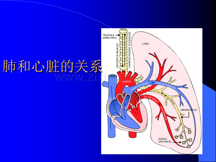 慢性肺原性心脏病的护理.pptx_第2页