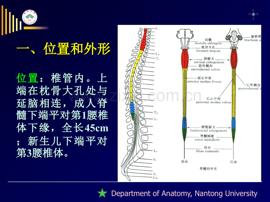 南通大学基础医学院人体解剖学教研室.pptx_第1页