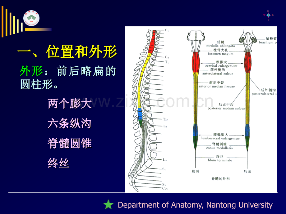 南通大学基础医学院人体解剖学教研室.pptx_第2页