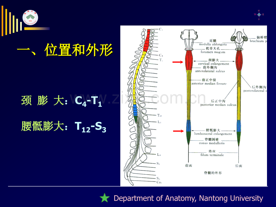 南通大学基础医学院人体解剖学教研室.pptx_第3页