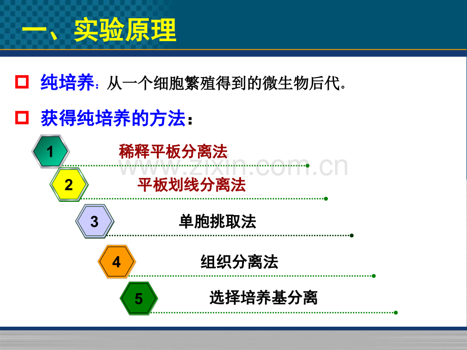 微生物实验实验三纯种分离.pptx_第2页