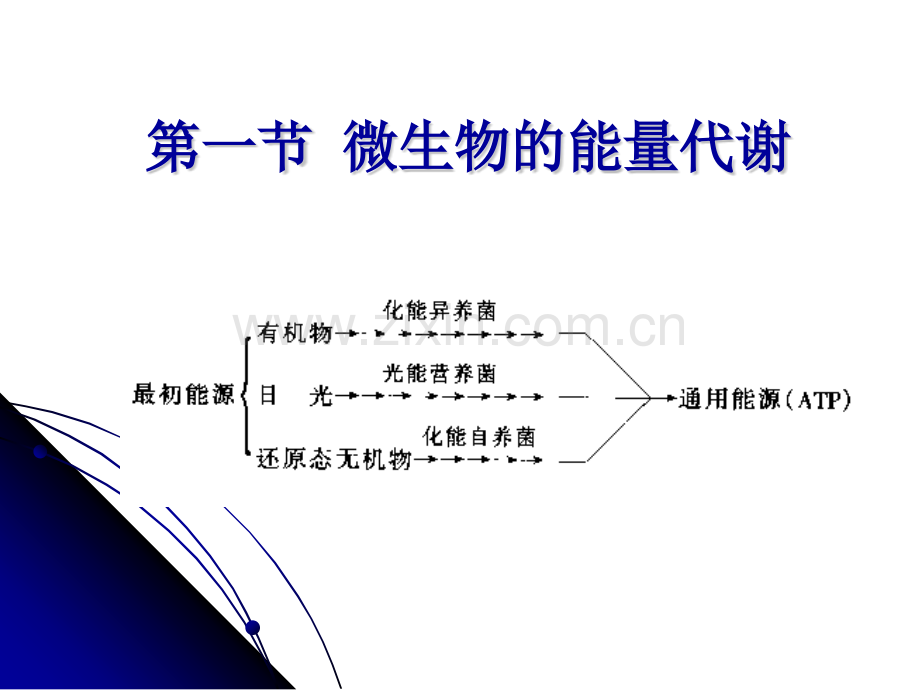 微生物代谢28页文档.pptx_第3页