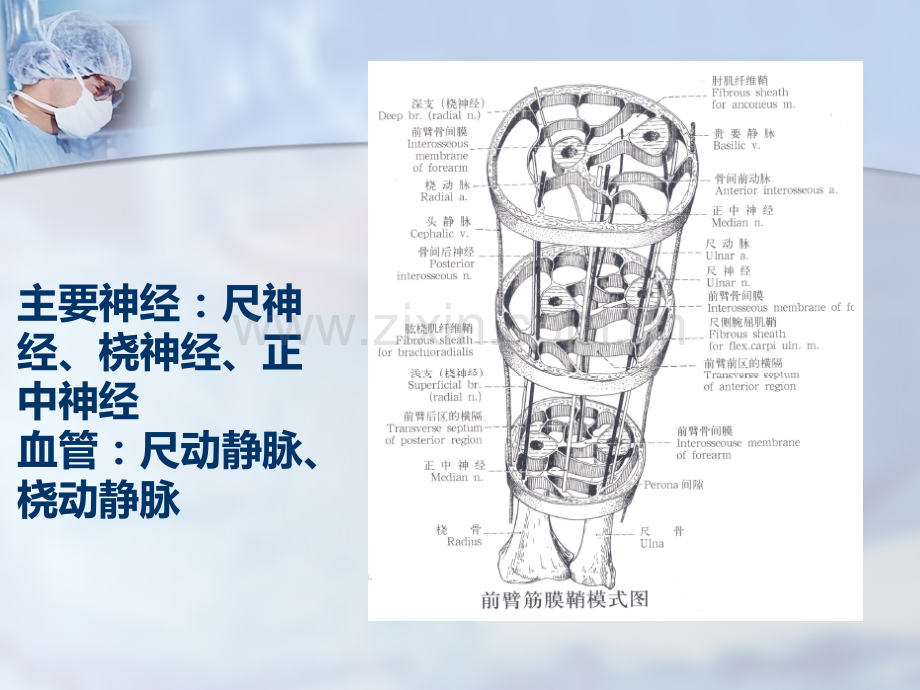 尺桡骨干双骨折.pptx_第3页