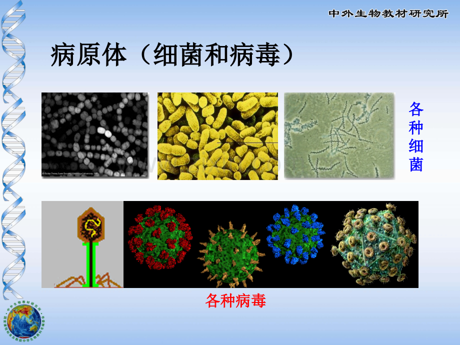 八年级生物25章免疫.pptx_第3页