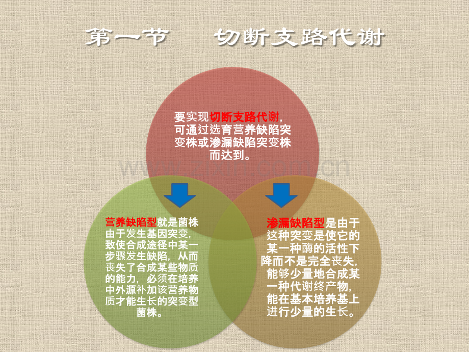 微生物代谢调控.pptx_第2页