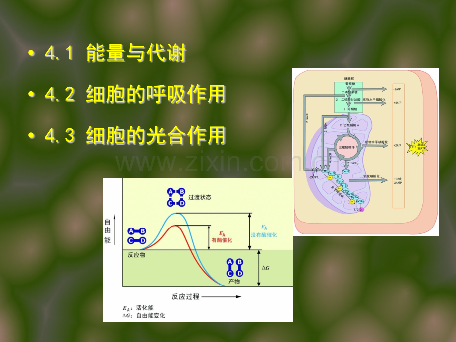 初中教育生命科学四章.pptx_第2页