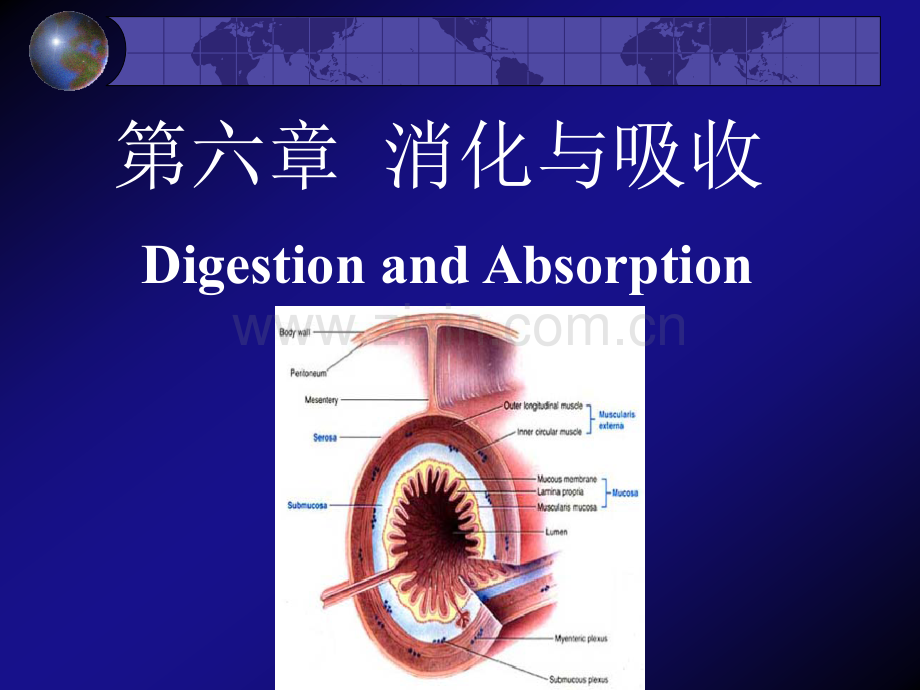 动物生理学件.pptx_第2页