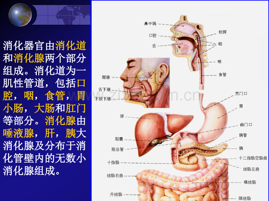 动物生理学件.pptx_第3页