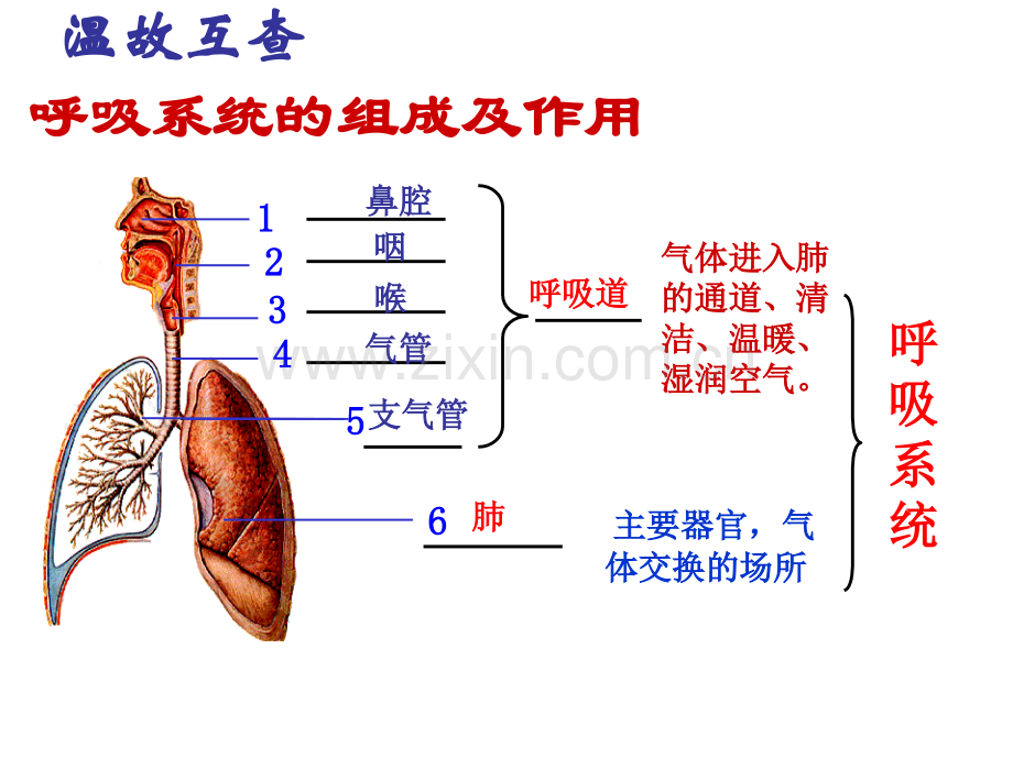 发生在肺内的气体交换.pptx_第1页