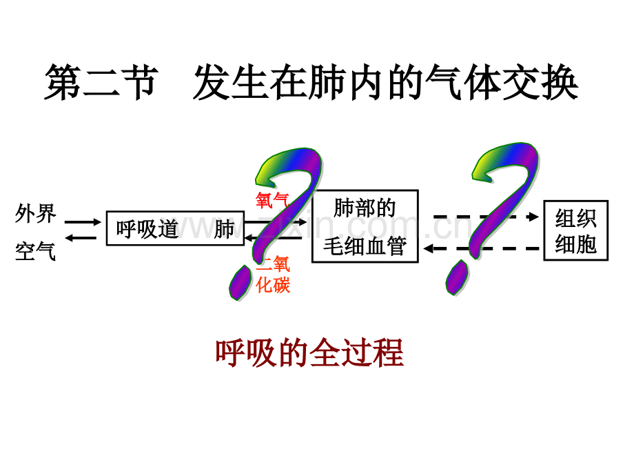 发生在肺内的气体交换.pptx_第2页