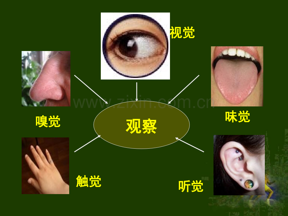 复习人体对外界环境的感知完成.pptx_第1页