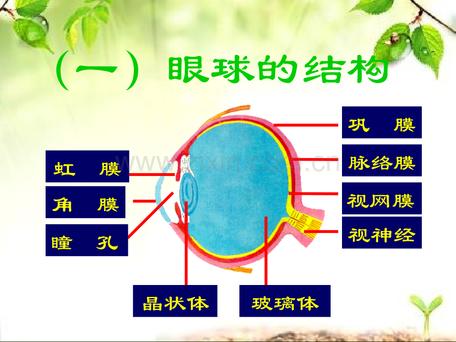 复习人体对外界环境的感知完成.pptx_第3页