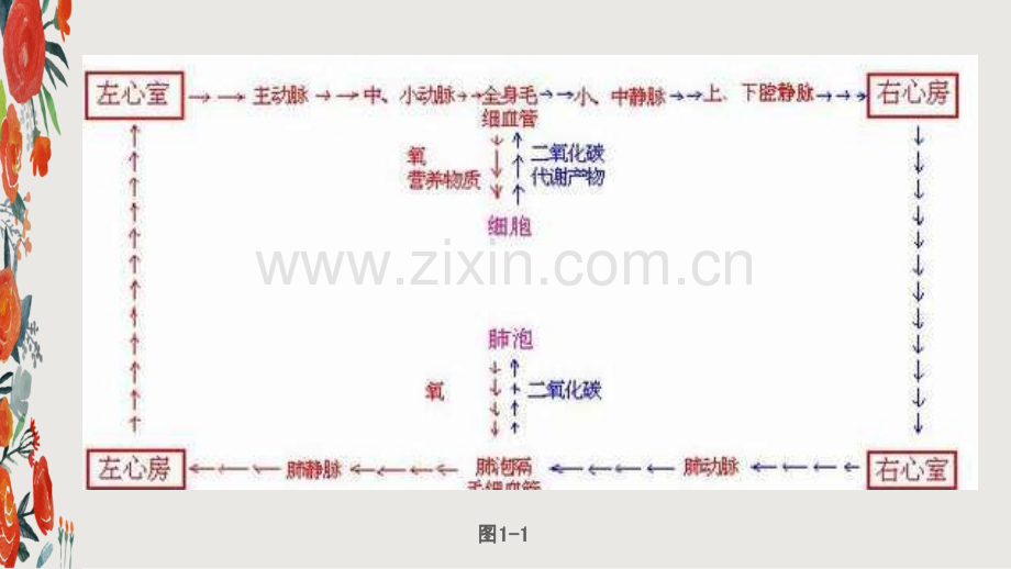 循环系统第四组.pptx_第3页