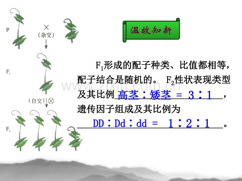 孟德尔的豌豆杂交实验二2.pptx_第2页