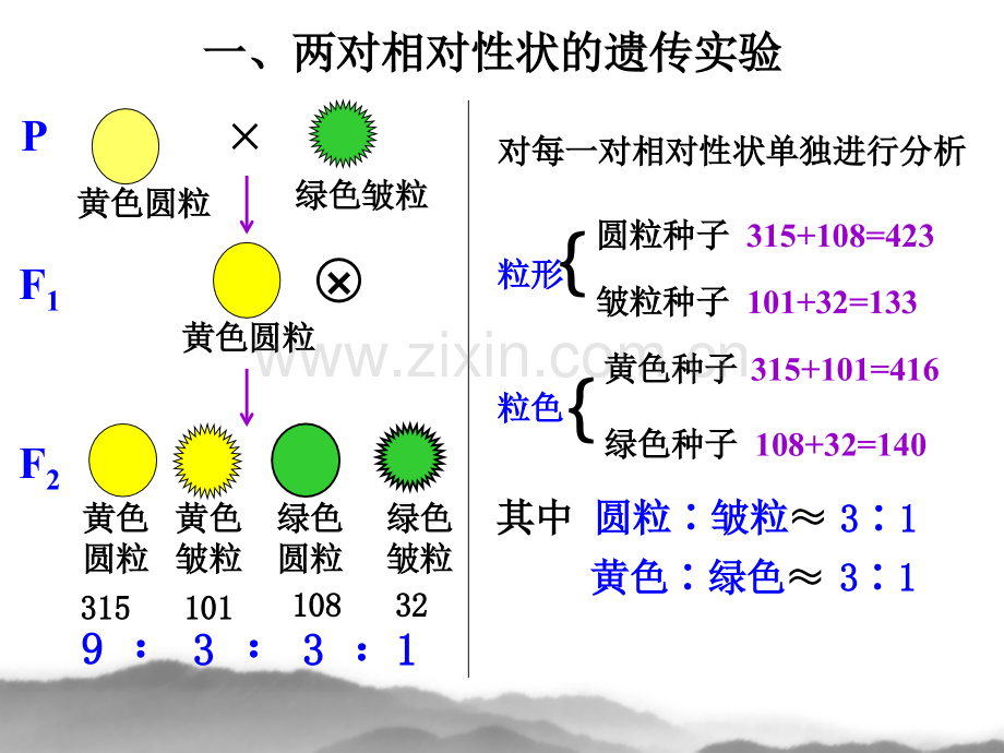 孟德尔的豌豆杂交实验二2.pptx_第3页