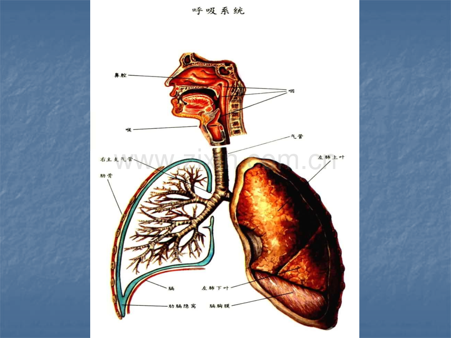 常见疾病防治知识.pptx_第3页