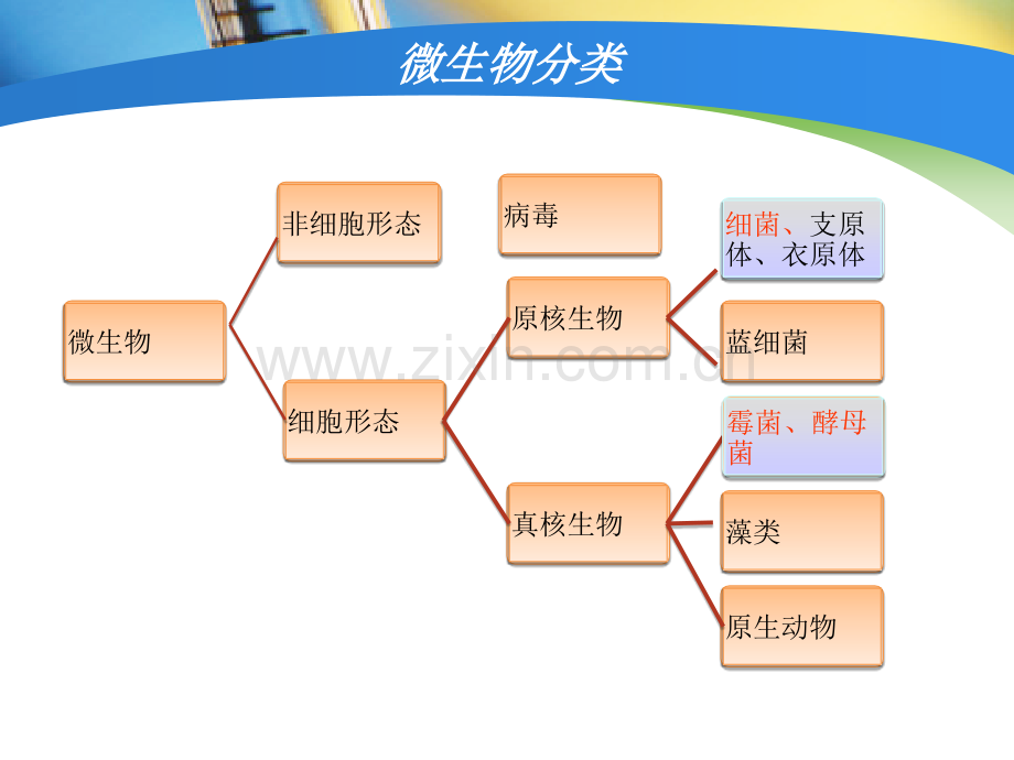 微生物检验相关知识.pptx_第3页