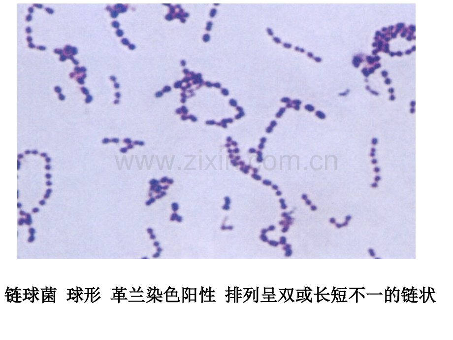 微生物学形态学示教.pptx_第1页