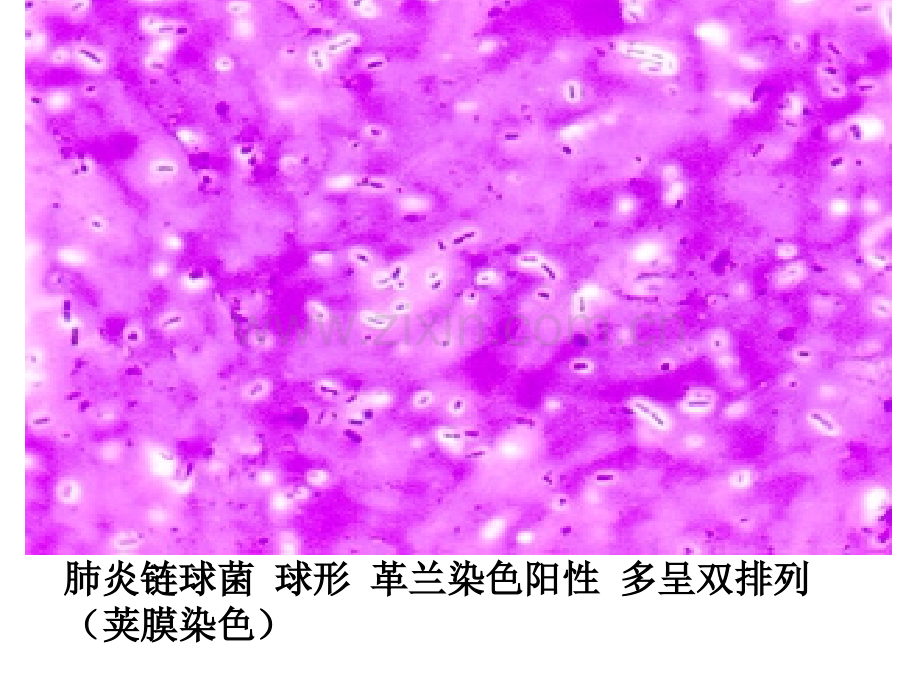 微生物学形态学示教.pptx_第2页