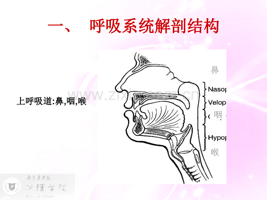 内科护理学呼吸系统概述及常见症状体征护理广东药学.pptx_第2页