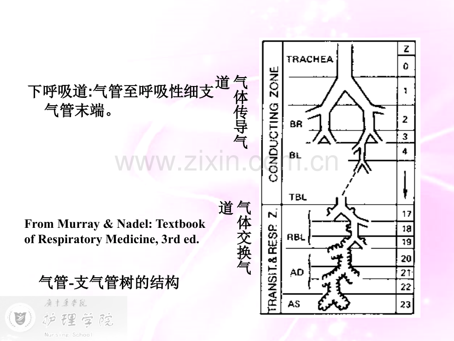 内科护理学呼吸系统概述及常见症状体征护理广东药学.pptx_第3页