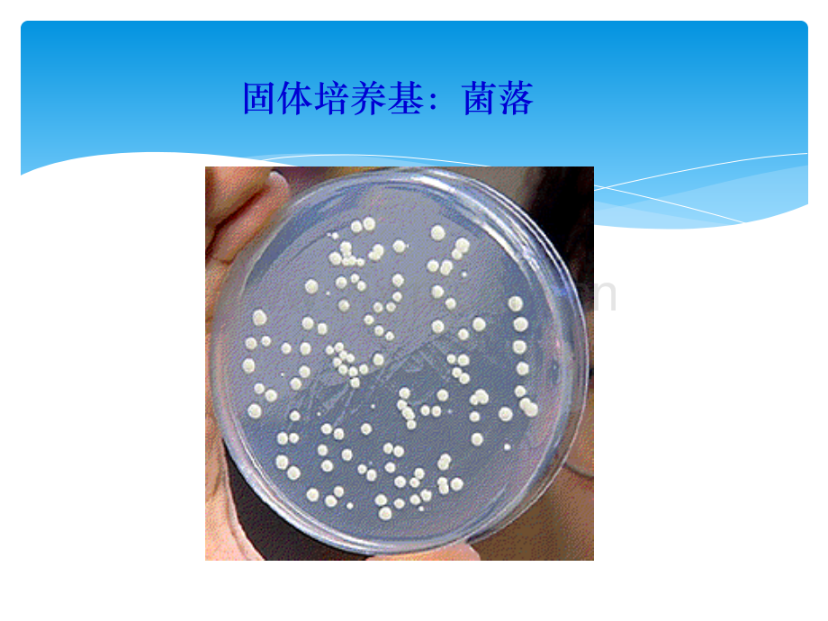 微生物的实验室培养.pptx_第3页