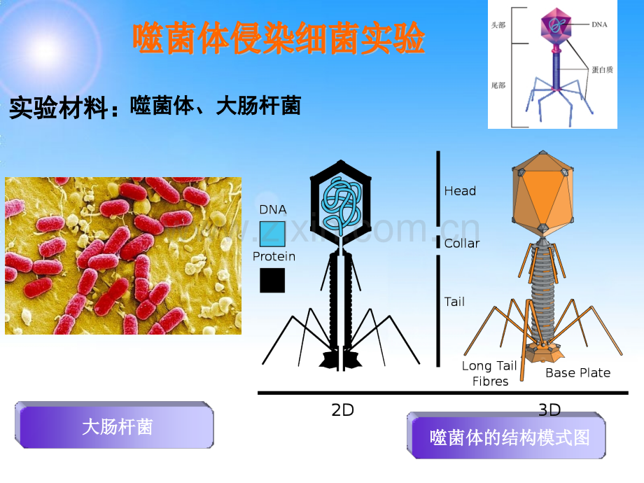 噬菌体侵染大肠细菌的实验详细版.pptx_第2页