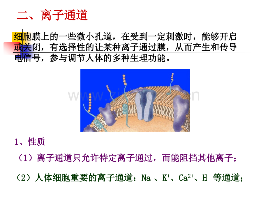 周围神经系统药物.pptx_第2页