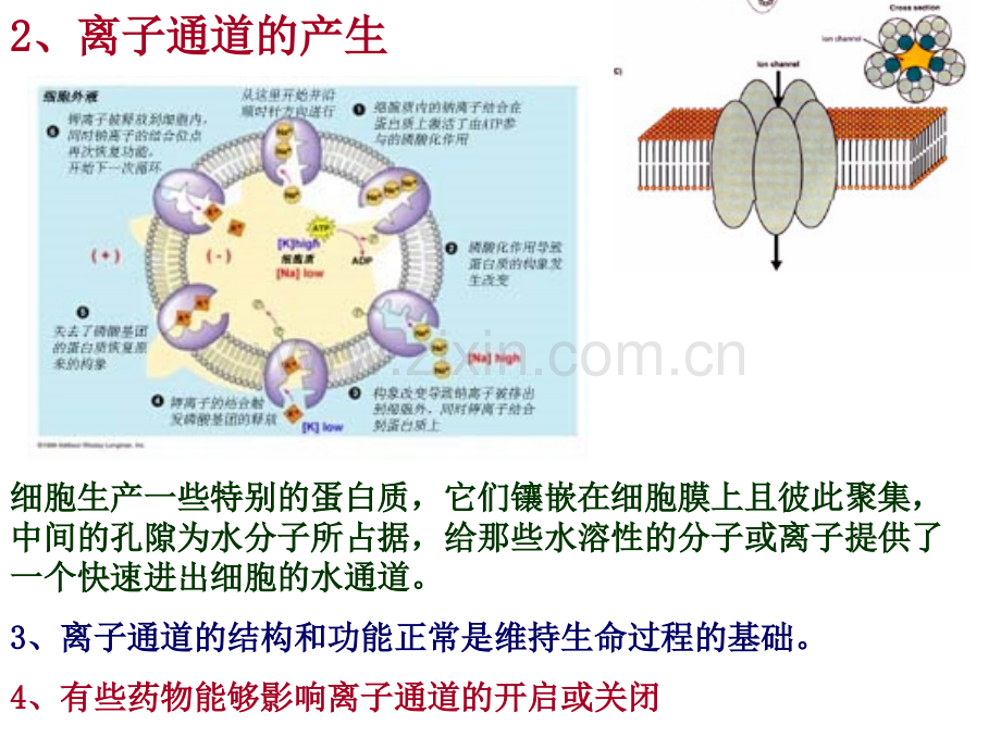 周围神经系统药物.pptx_第3页