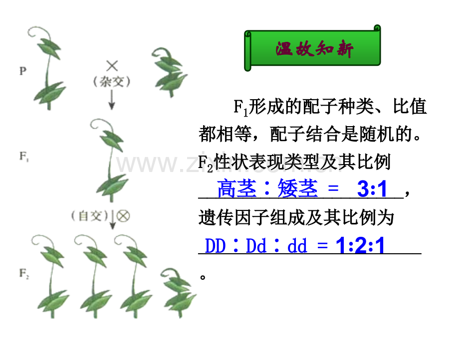 孟德尔的豌豆杂交实验二12.pptx_第1页