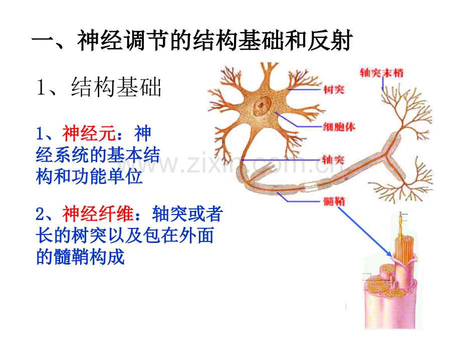 文科321通过神经系统的调节.pptx_第1页