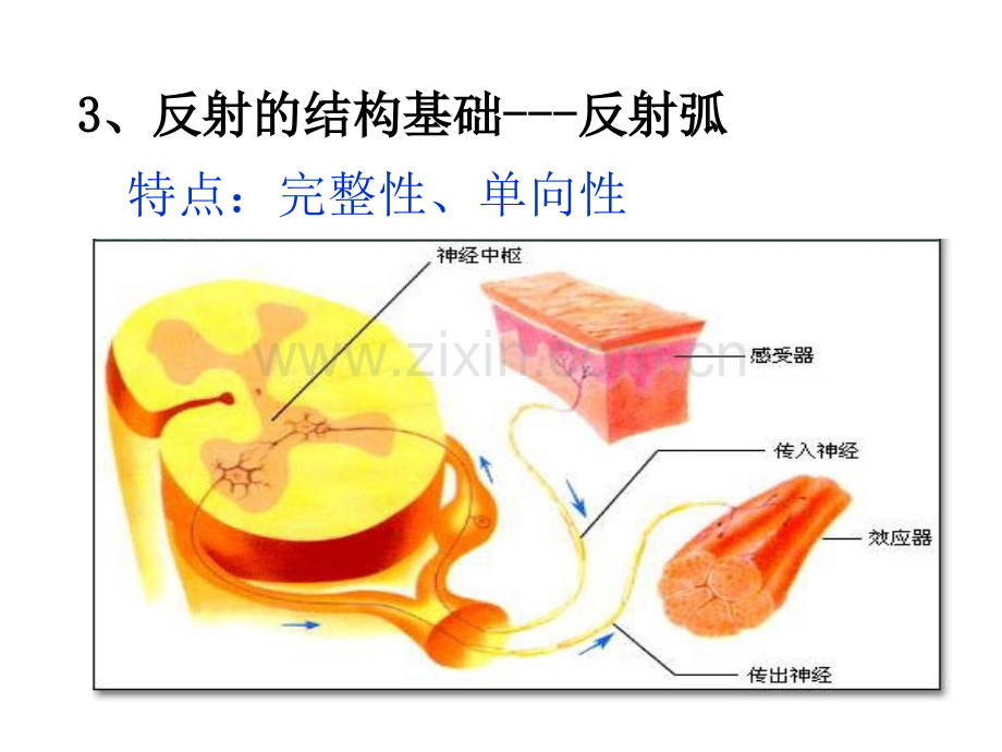 文科321通过神经系统的调节.pptx_第3页