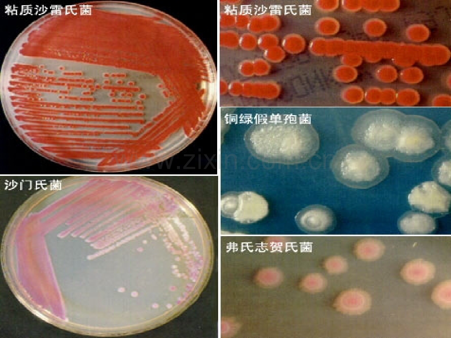 微生物的实验室培养选修1.pptx_第1页