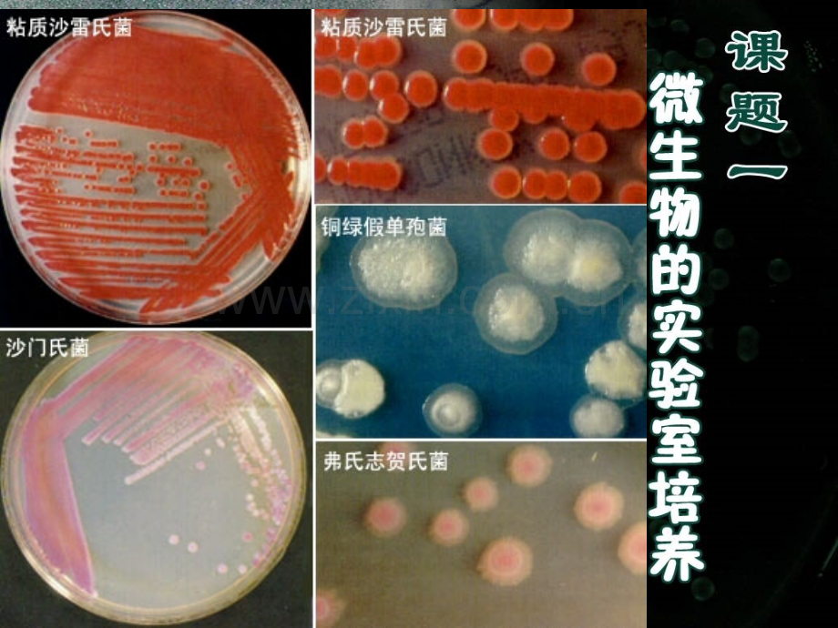 微生物的实验室培养新人教版选修.pptx_第2页