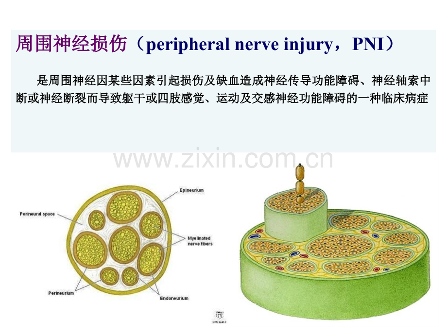 周围神经损害基础讲座.pptx_第2页