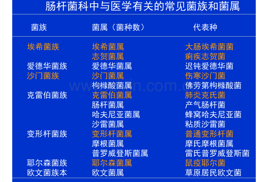 微生物学肠杆菌科.pptx_第3页