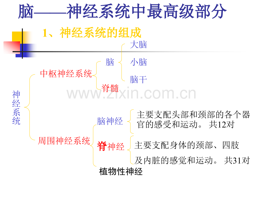 复习35节高等动物和人的神经调节.pptx_第2页