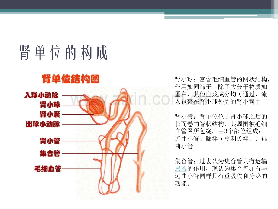 尿液的生成及各种利尿剂的作用机制.pptx_第3页