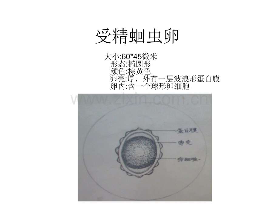 受精蛔虫卵.pptx_第1页