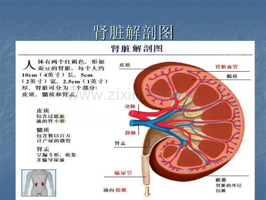 慢性肾功能衰竭患者的护理.pptx_第1页