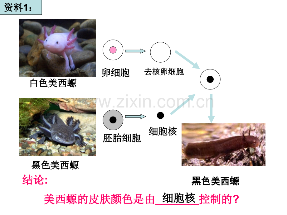 分子与细胞一轮复习—8细胞核-实验用高倍显微镜观察叶绿体和线粒体.pptx_第2页