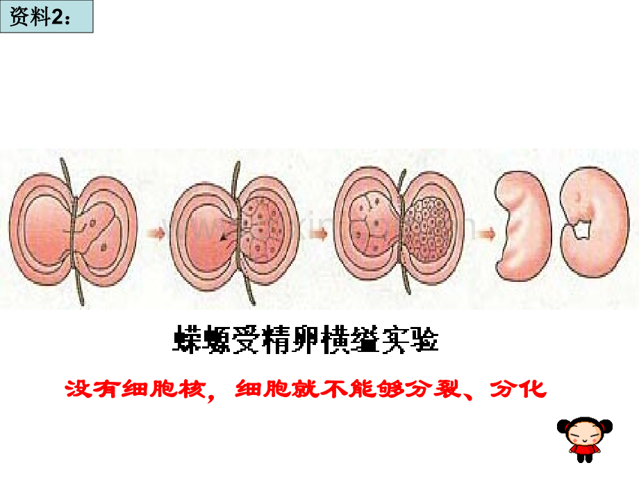 分子与细胞一轮复习—8细胞核-实验用高倍显微镜观察叶绿体和线粒体.pptx_第3页