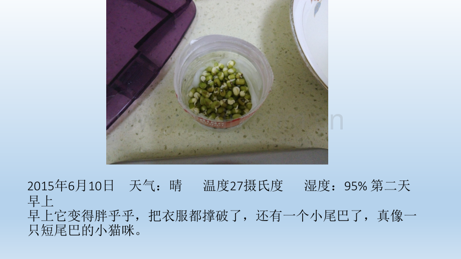 小豆芽的生长过程观察日记.pptx_第3页