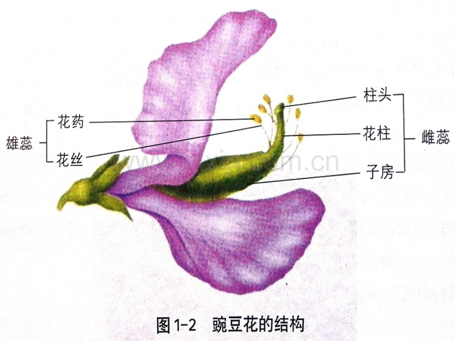 孟德尔的豌豆杂交实验一000002.pptx_第2页