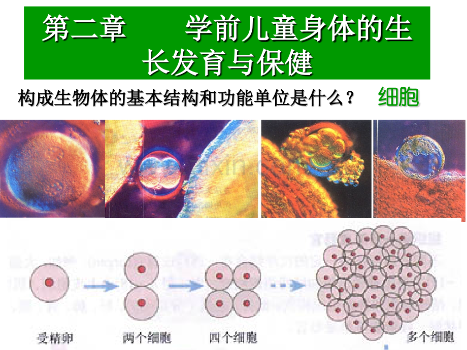 幼儿教育学前儿童身体的生长发育与保健.pptx_第3页