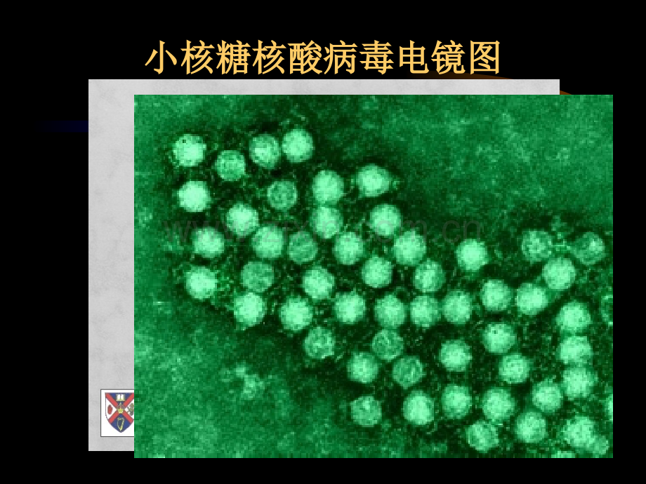 微生物及检验学教学下载.pptx_第2页