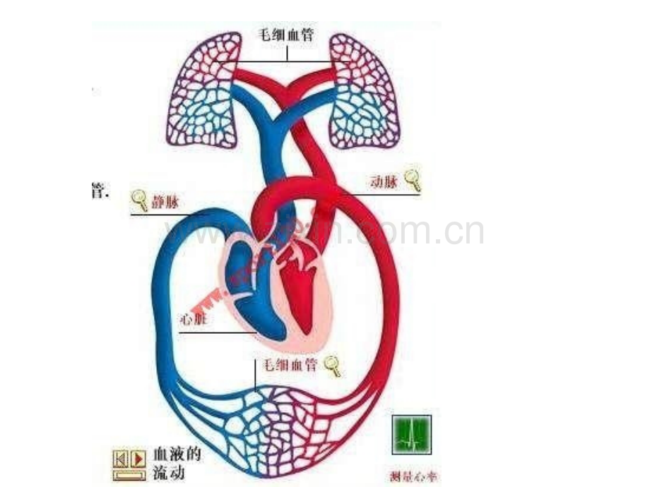 循环系统患儿.pptx_第3页