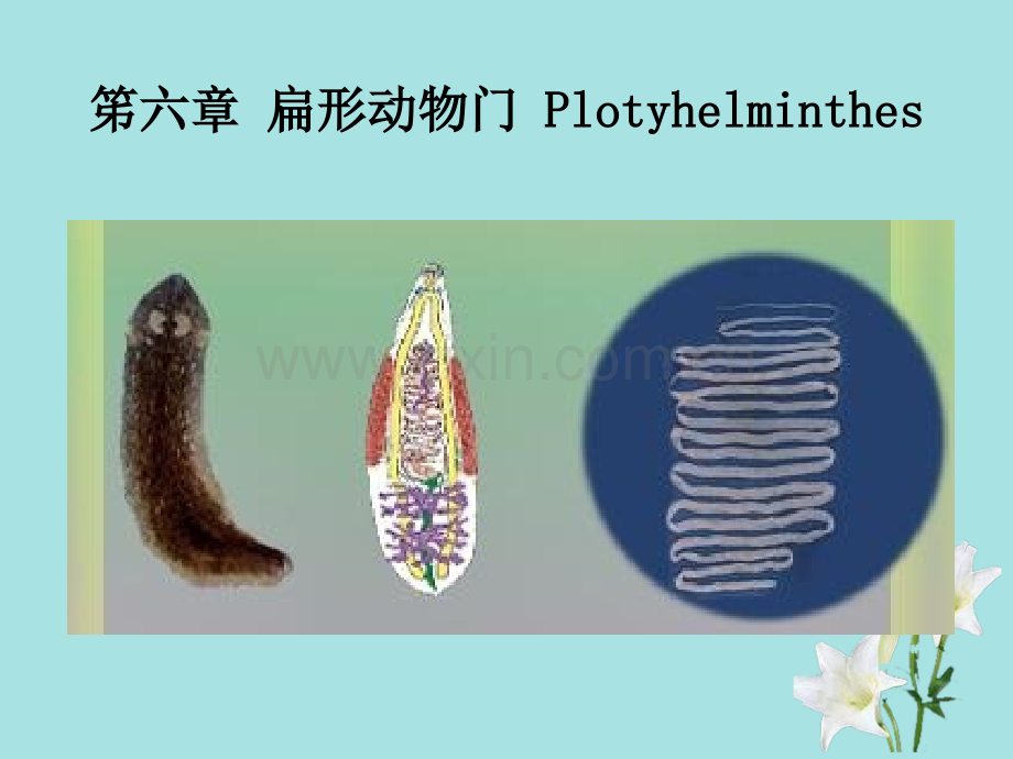 扁形动物门Plotyhelminthes.pptx_第1页