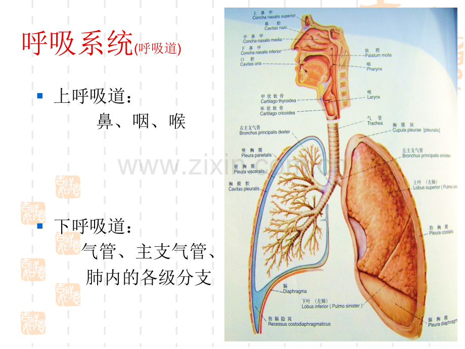 呼吸系统解剖.pptx_第2页